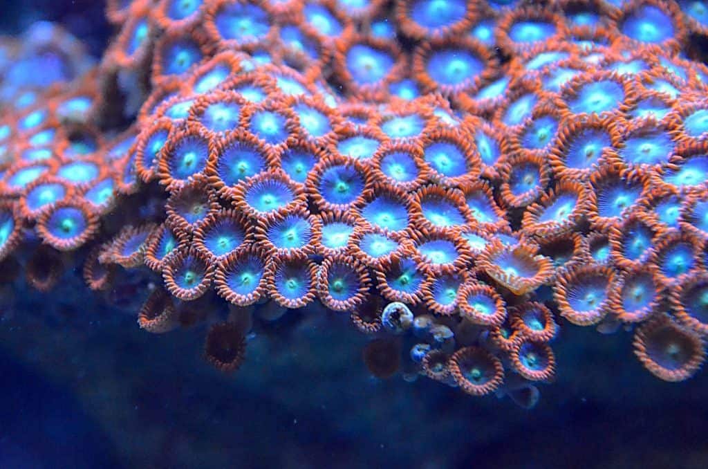 Zoanthids
