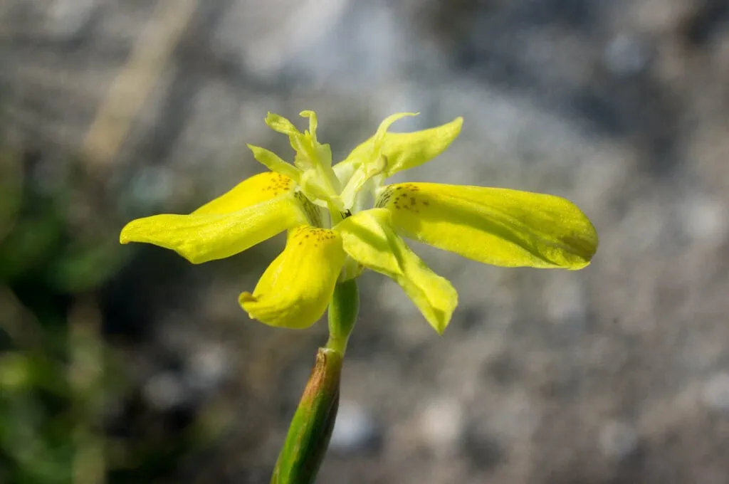 Moraea bituminosa (Iridaceae)