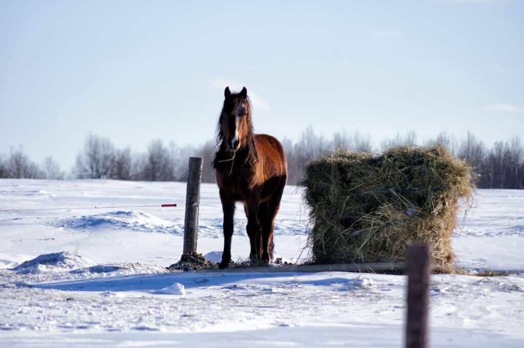 Cute Canadian Horse Names