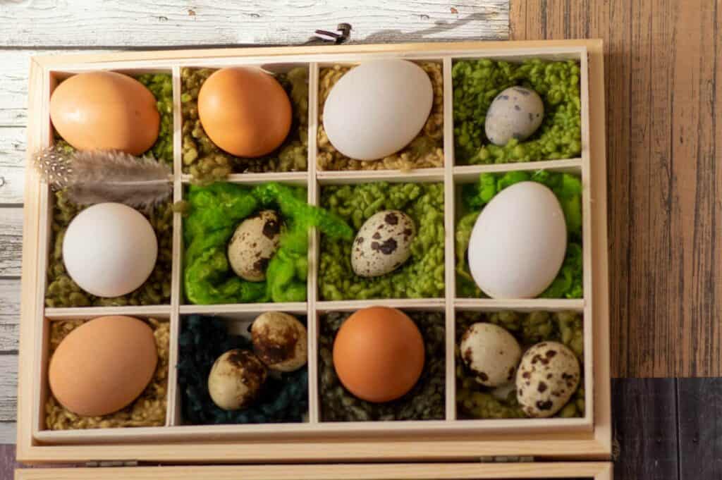 different types of eggs arranged in a box