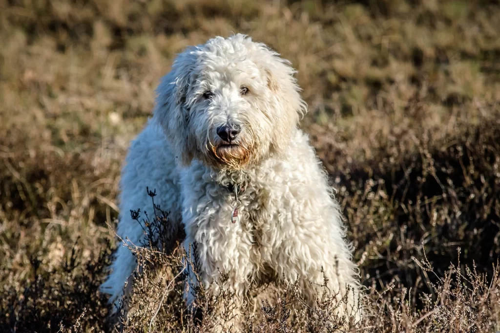 Goldendoodle size.jpg