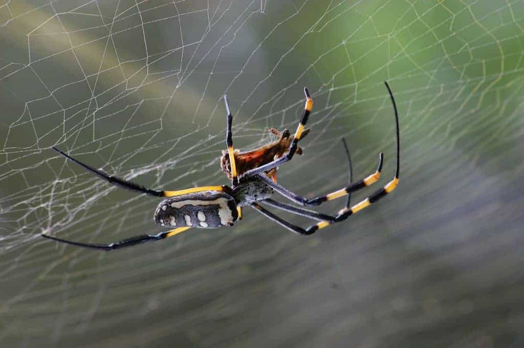 A large spider in a web.