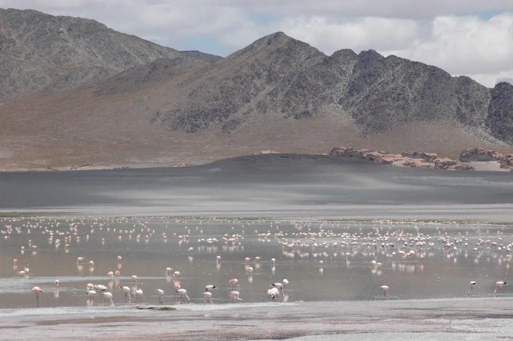 Laguna Blanca