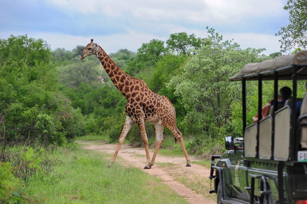 Jock Safari Lodge New Image 21