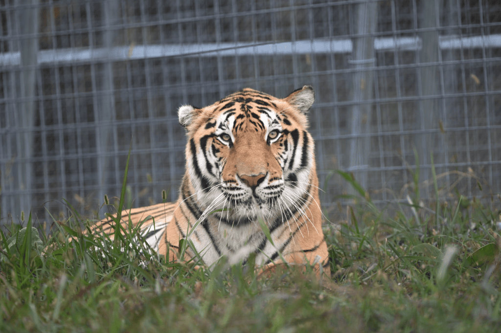 Eureka Springs Family Things to do