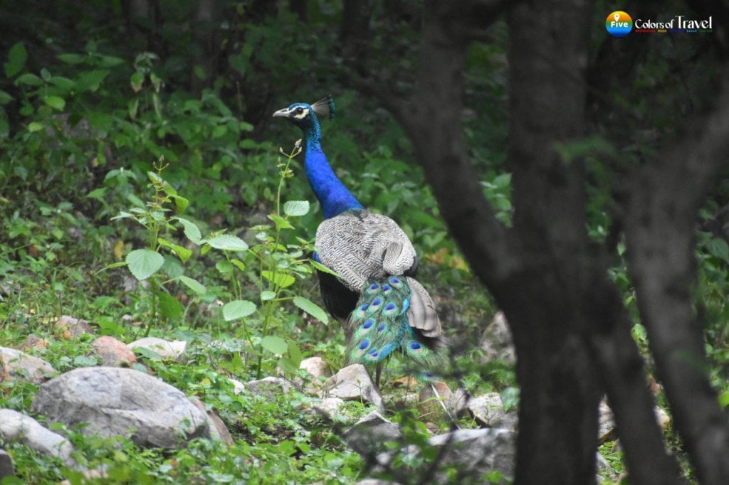सरिस्का जंगल