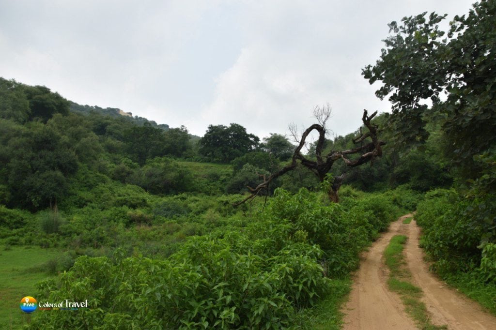 सरिस्का जंगल