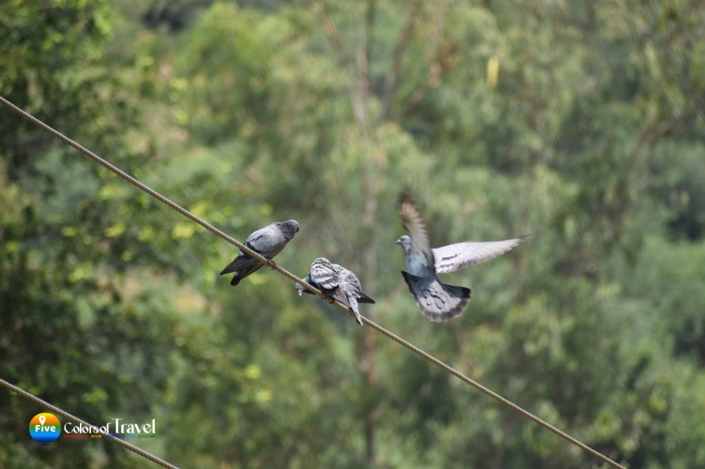 सरिस्का जंगल