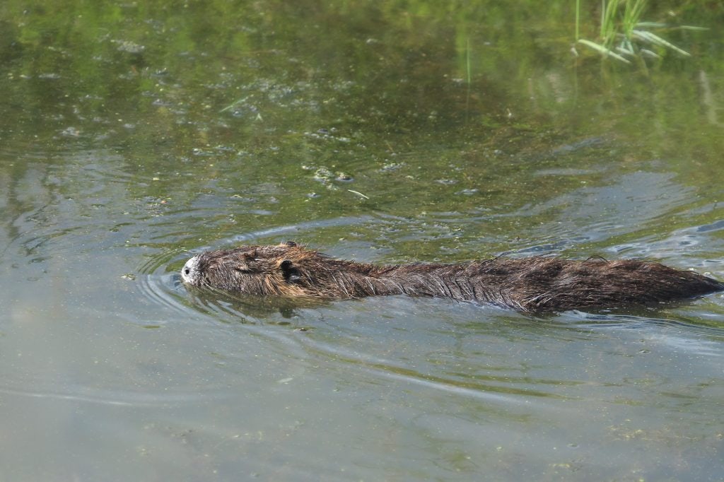 Get rid of nutria