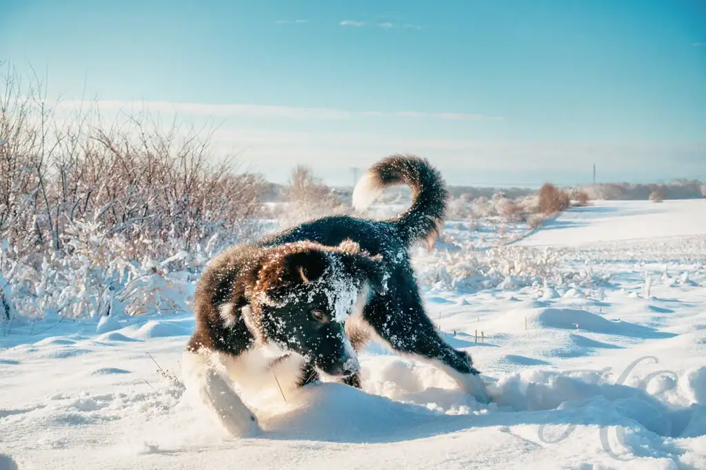 Border Collie im Schnee Kopie