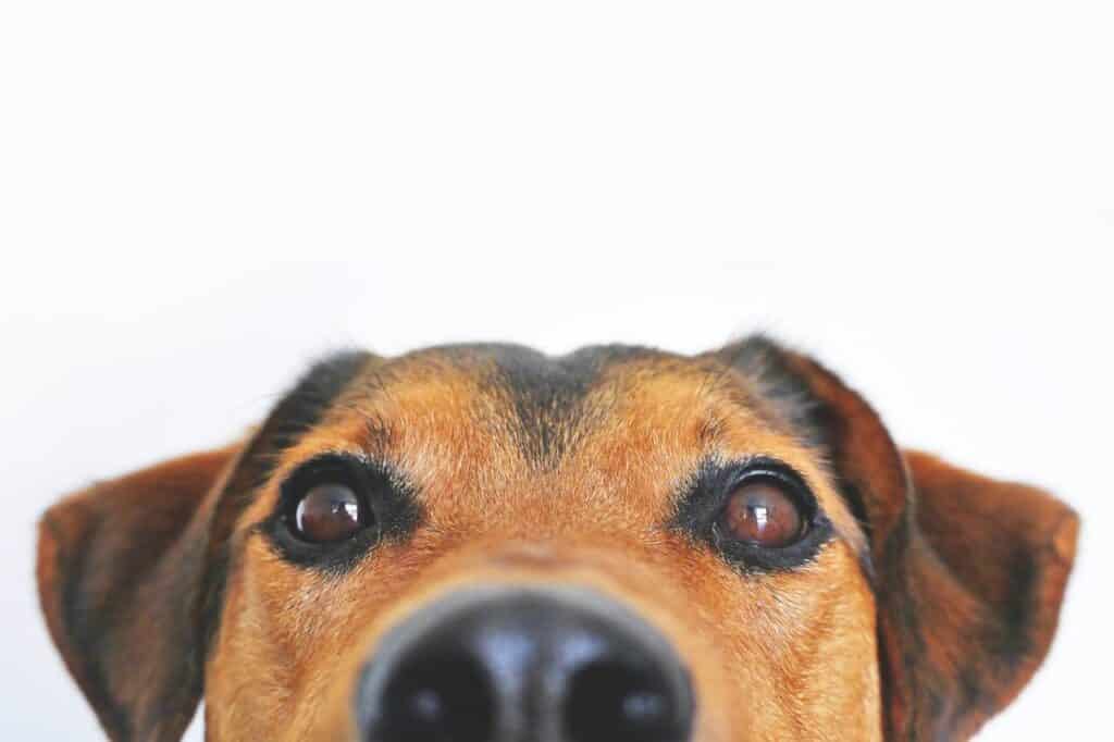 How Supplements Can Help Better Your Dog's Health