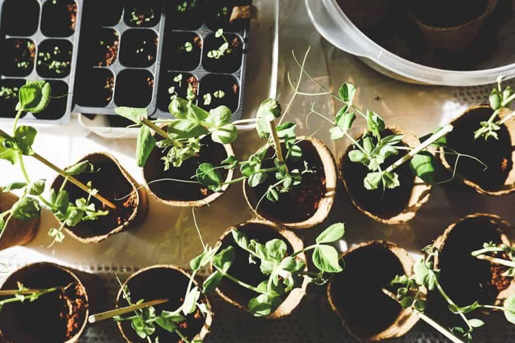 Top 6 Gardening Tools Every Gardener Needs