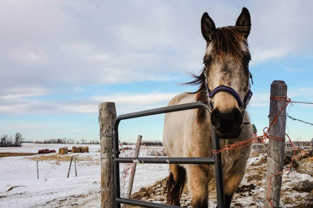 Boho Canadian Horse Names