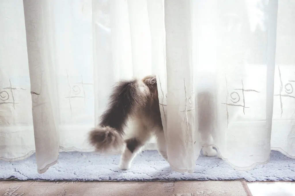 レースカーテンの隙間から外を覗く猫。自宅でのカーテン洗濯に関するhinata洗剤のイメージ
