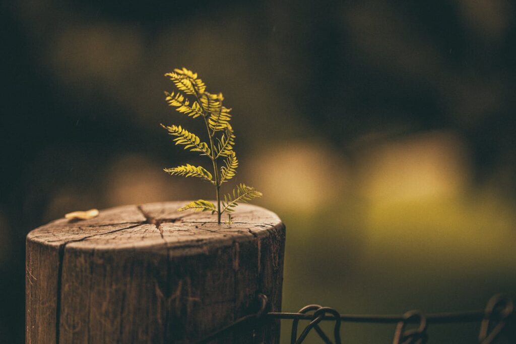 A small fern plant emerging from a tree stump symbolizes nature's resilience and growth.
