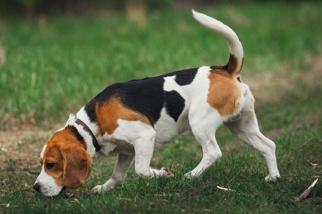 Are beagles hypoallergenic.jpg
