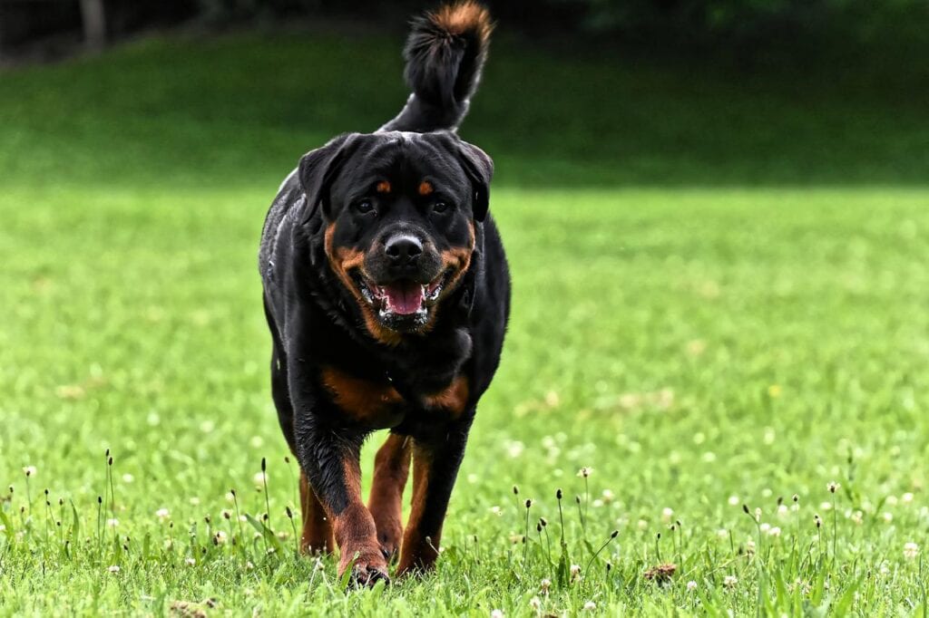 Are Rottweilers good with kids