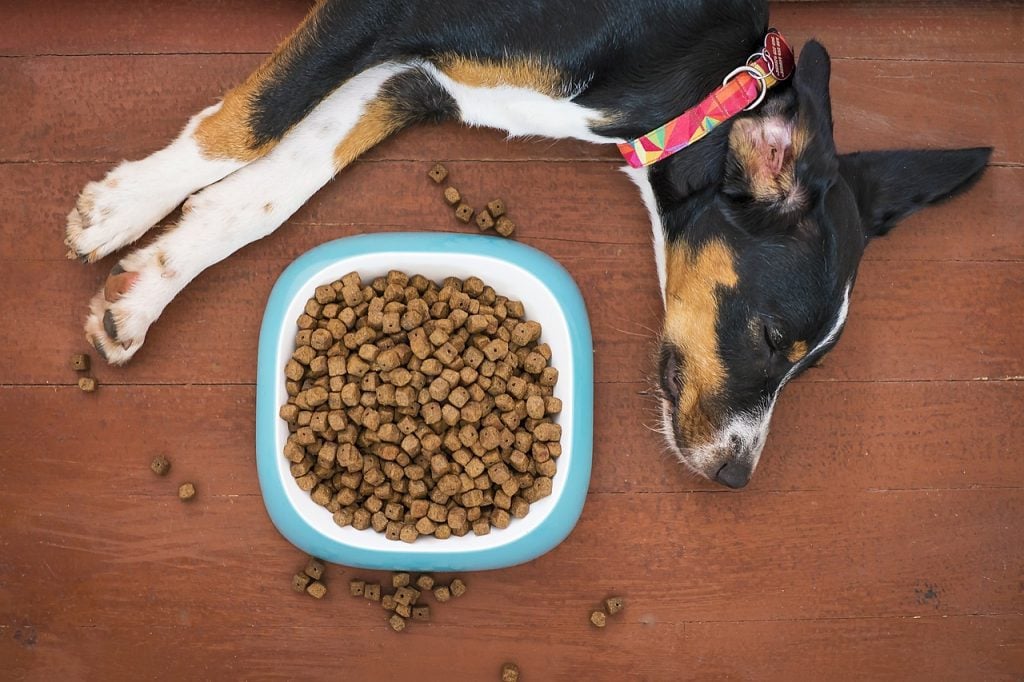 dog, pet, food, bowl, kibble, paws, treat, animal, nap, sleep
