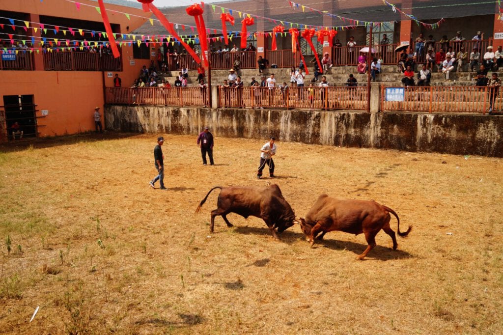 Yunnan - Monihei Bullfight Yunnan - Monihei Bullfight