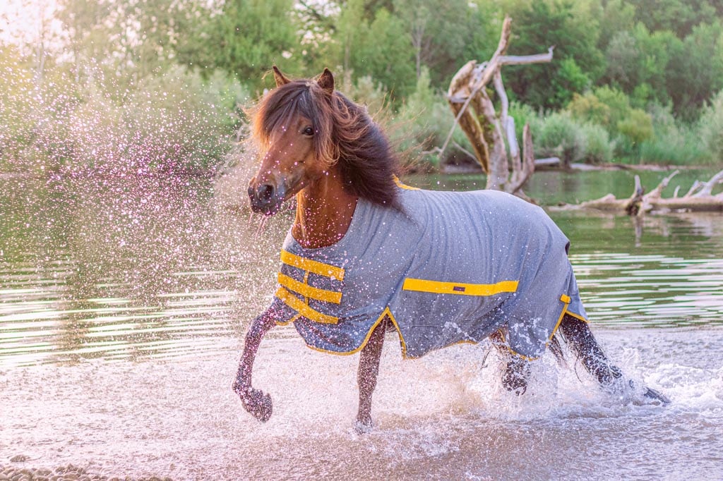Islandpferd trägt Regendecke