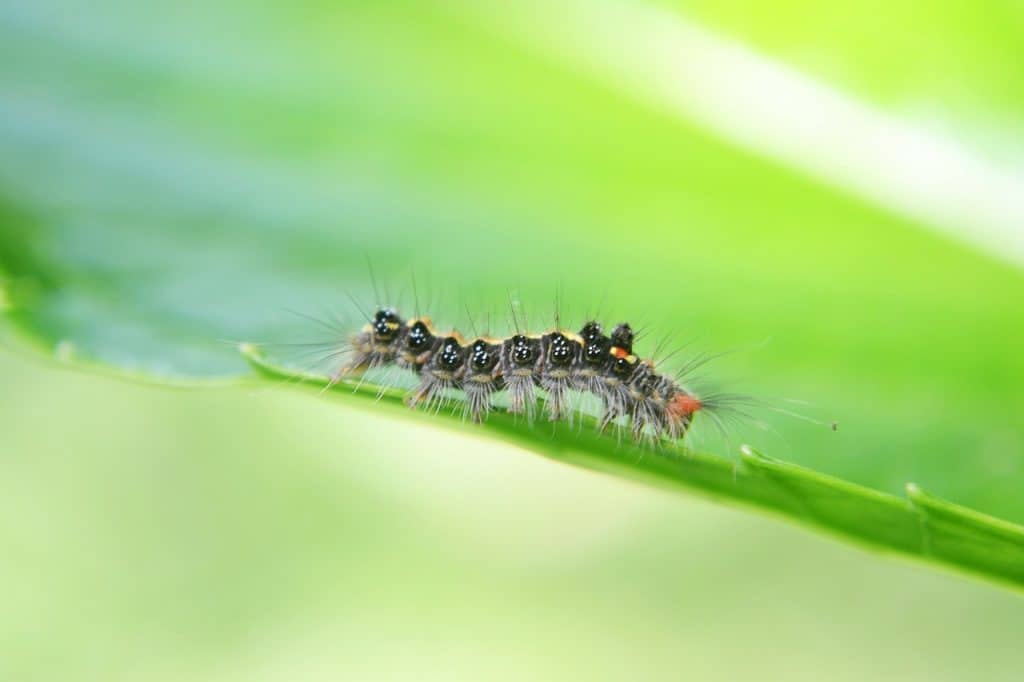 Caterpillar on a leaf