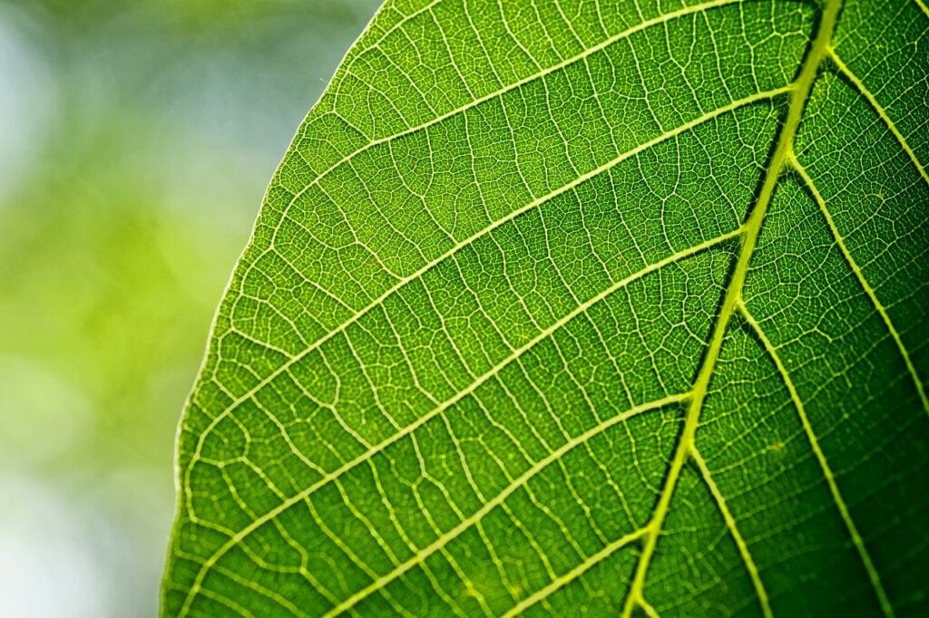 leaves, leaf, walnut leaf-3420078.jpg