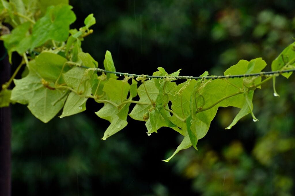 ridge gourd, gourd, climber-2556867.jpg