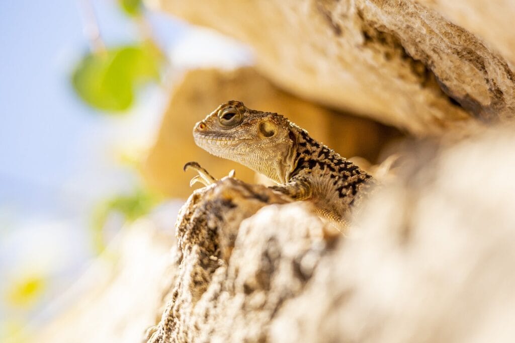 rock, lizard, reptiles-4902937.jpg