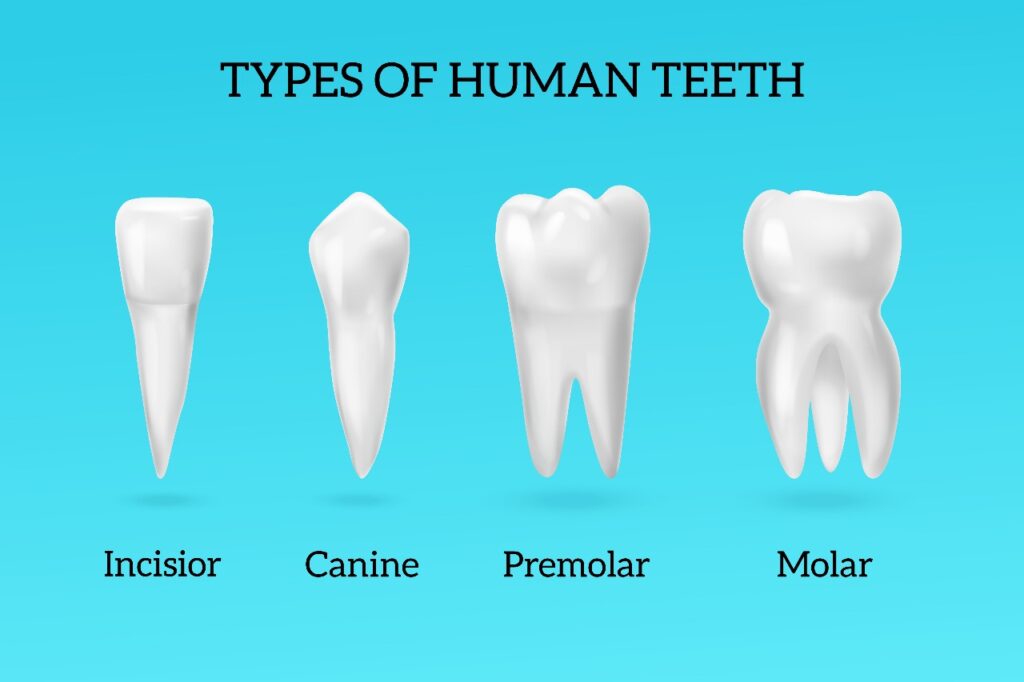 Why Do Teeth Fall Out in Adults? Understanding Avulsed Tooth
