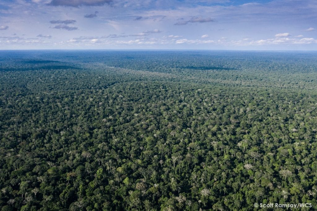 Croisière safari fleuve Congo - Forêt