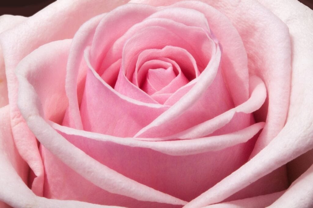Sant Jordi: la magia de regalar una rosa (y algo más)