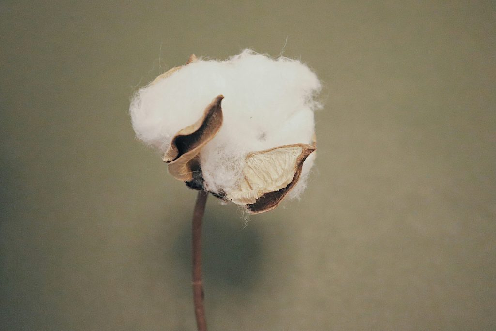 is cotton vegan