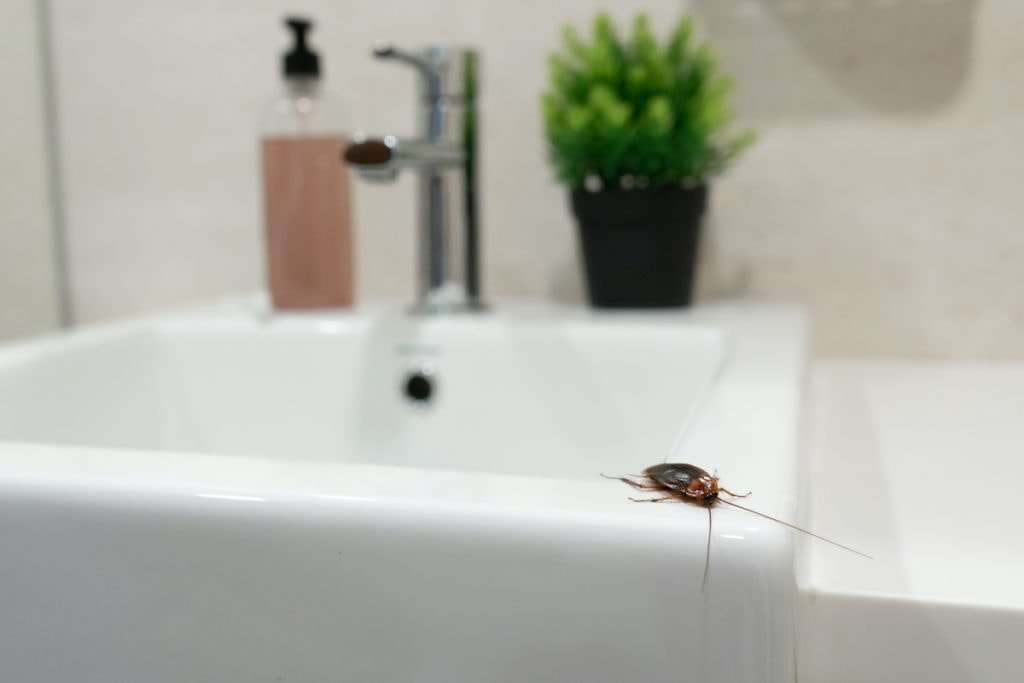 common household pests 2025
