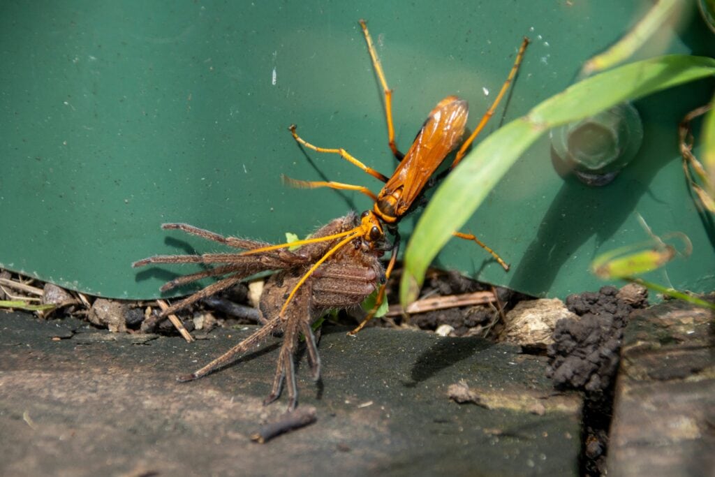 "Ladybugs and other beneficial insects used as biological pest control methods"