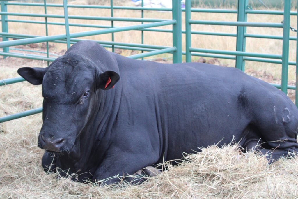 Mashona Bull