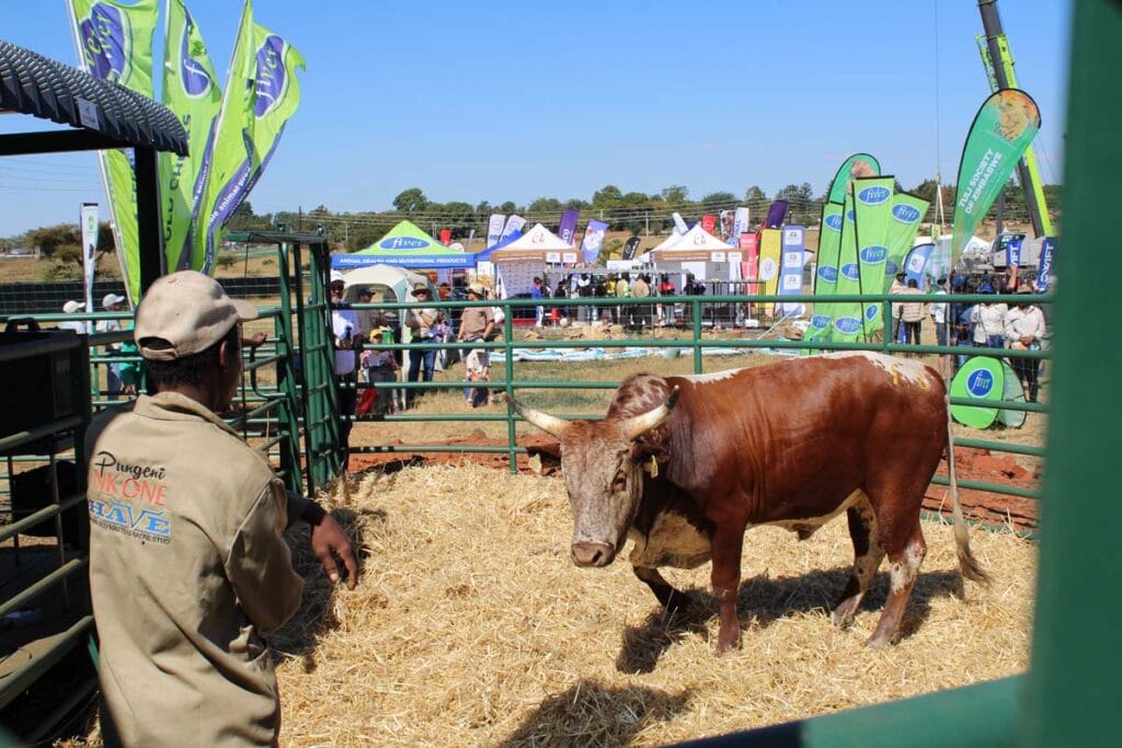 Nkone bull struts his stuff