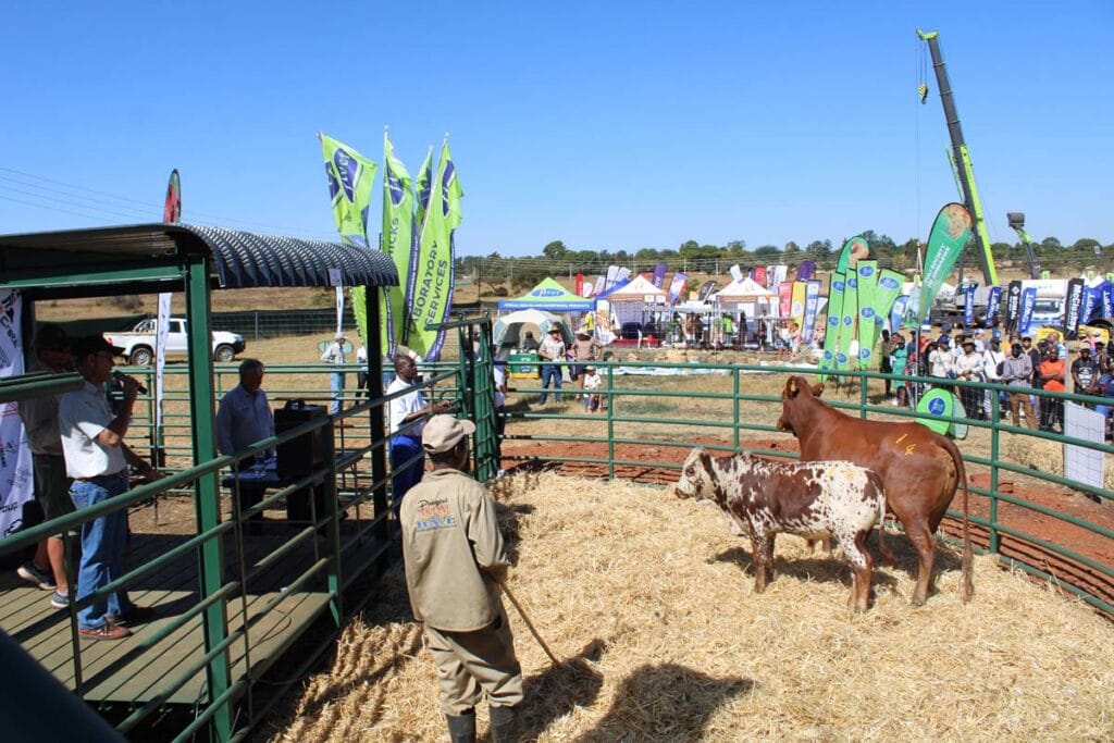 Nkone cow and calf on offer