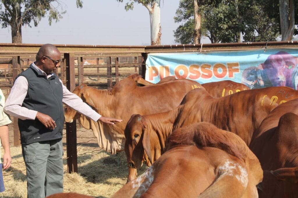 Hon. Minister Marapira admiring one of the many Brahmans on offer