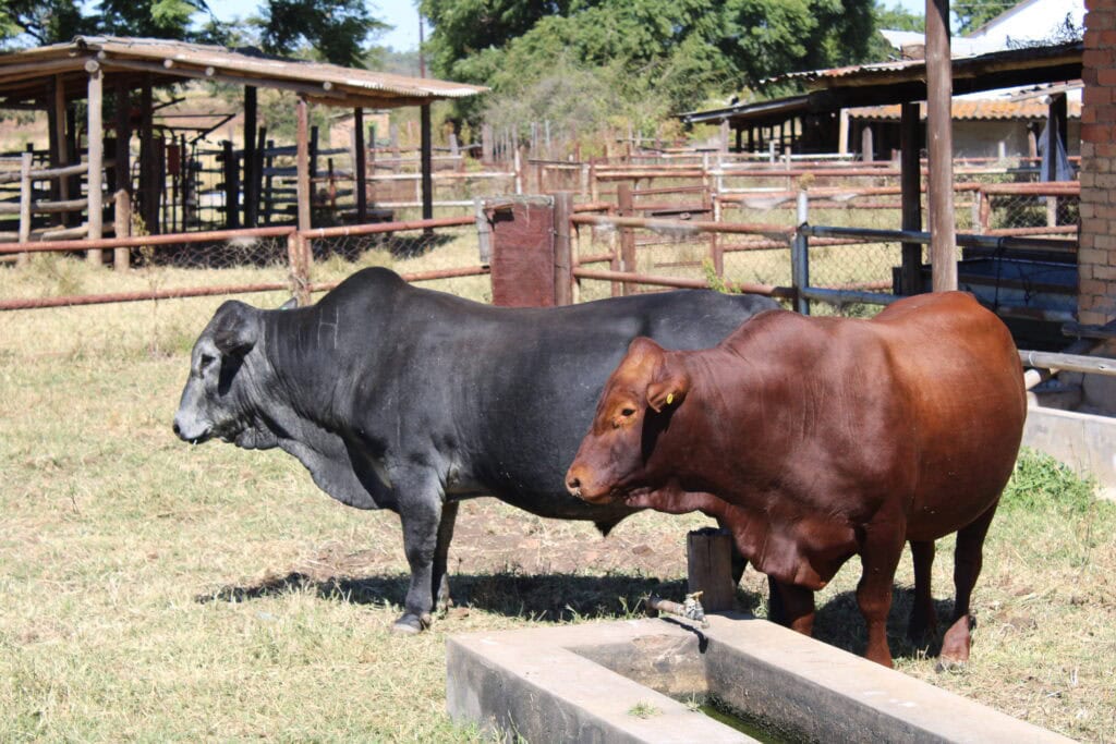 Mashona bulls