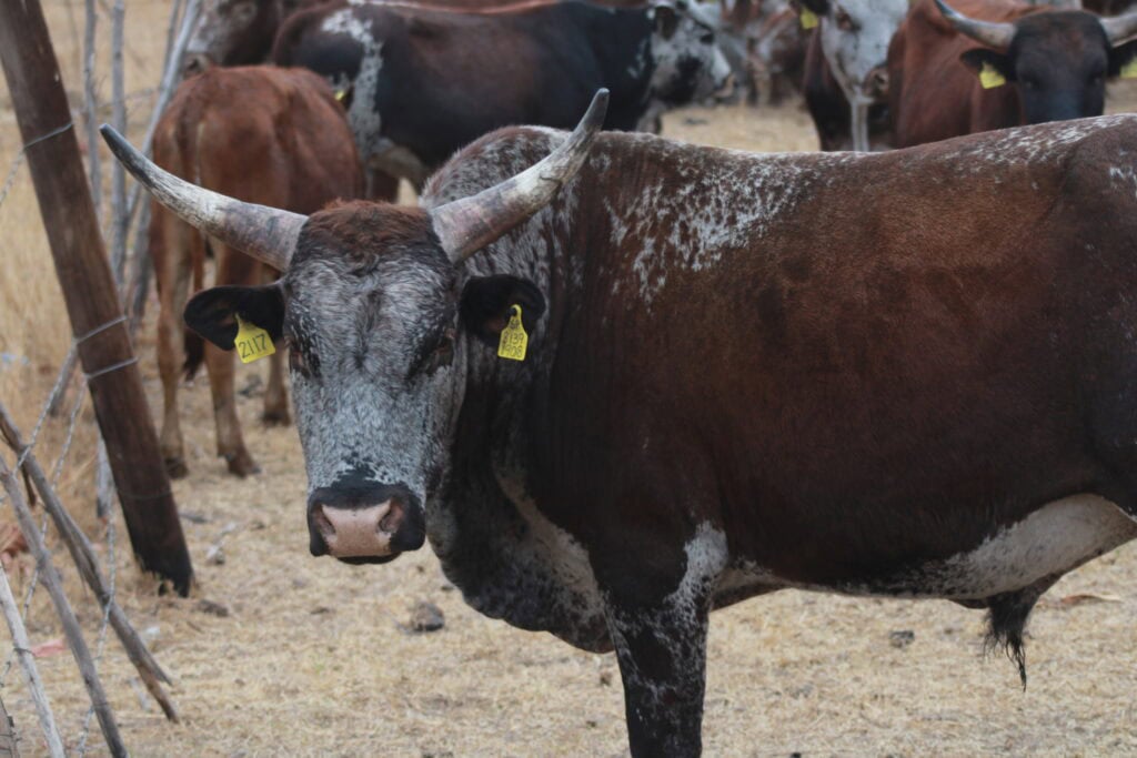 Nkone bull (1)