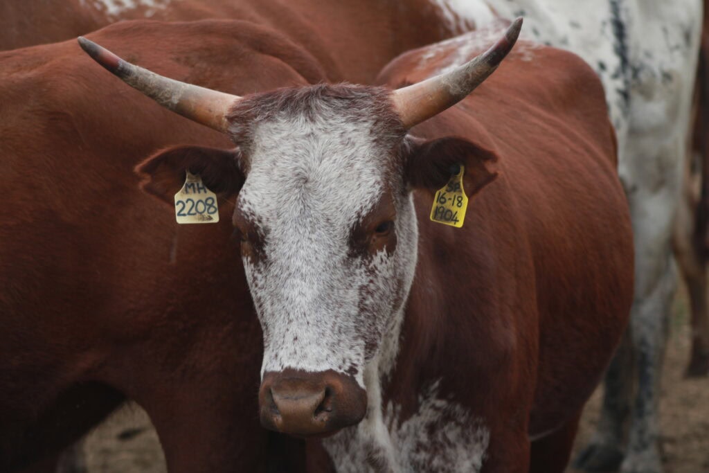 Nkone cow 2