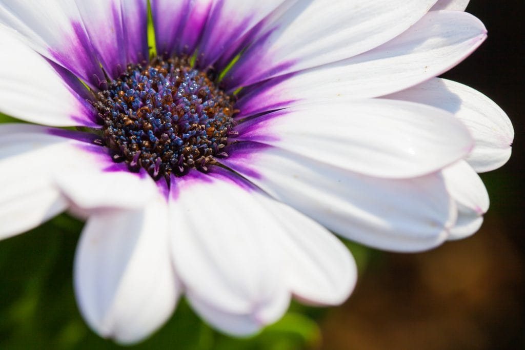 Fleur d'Aster