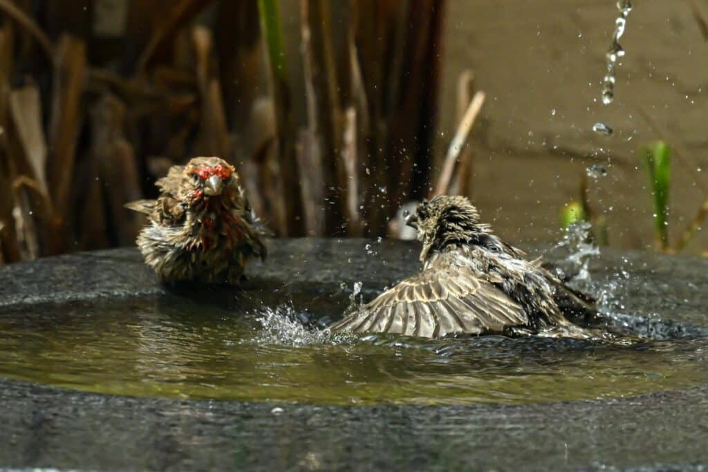 Why Do Birds Bathe