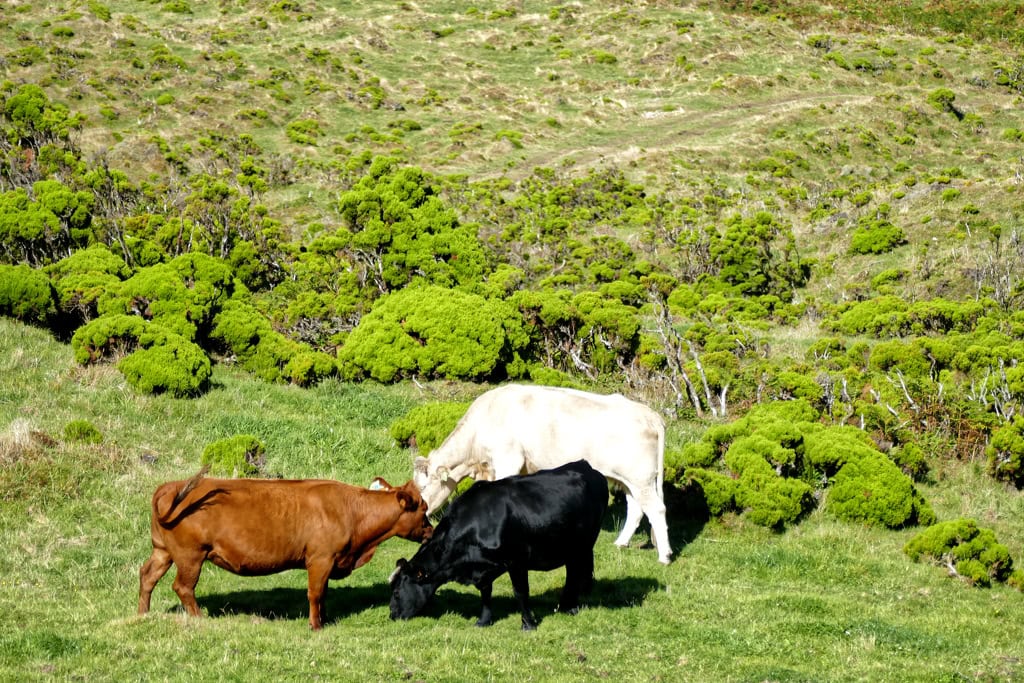 Cows on Pico