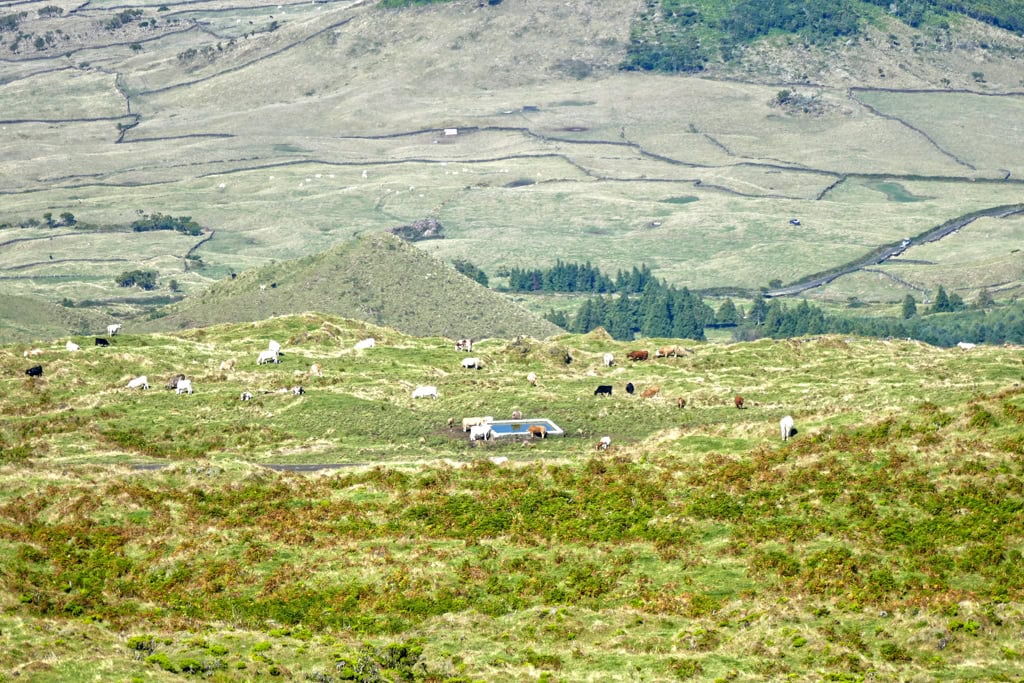 Meadow in Pico Island.