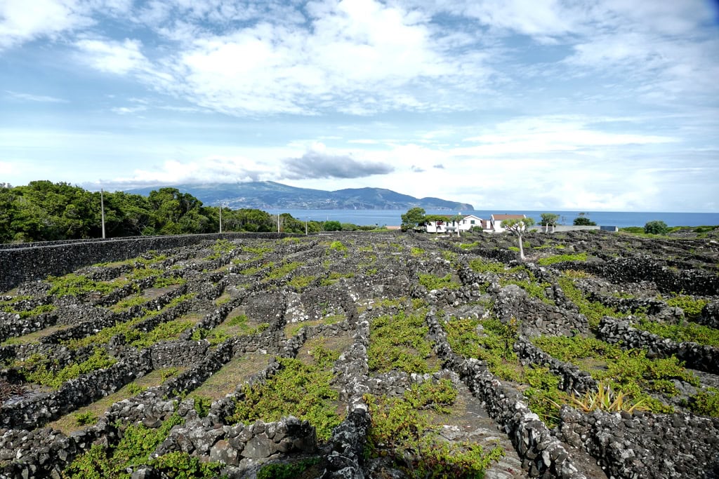 Vinyard at the Museu do Vinho in Madalena on the island of Pico