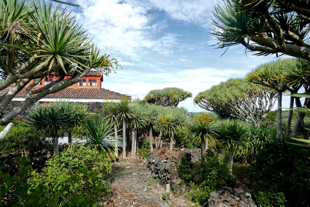 Dragon Trees at the Museu do Vinho in Madalena on the island of Pico.