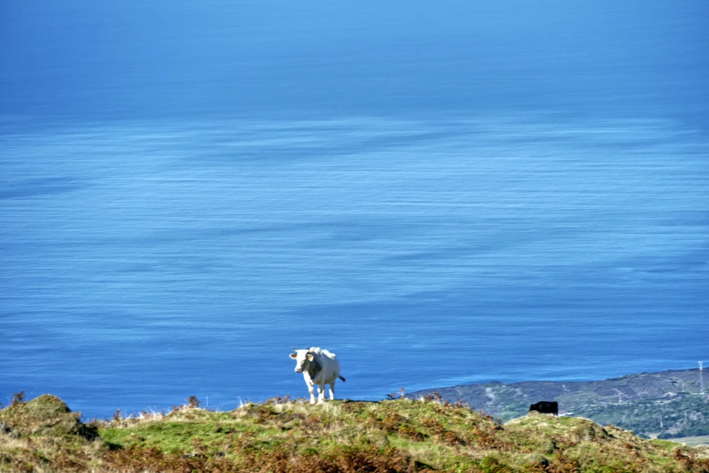 Cow on Pico island