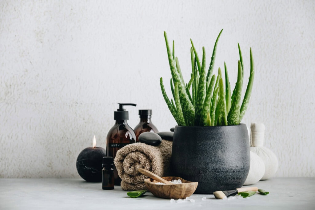 Natural Spa concept with aloe vera, succulent logo. Aloe Vera, burning candle, essential oil, sea salt, towel, massage stones, body lotions