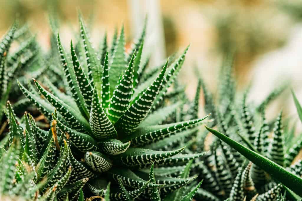 Succulents are great Close View Of Haworthiopsis Fasciata In Botanical Garden